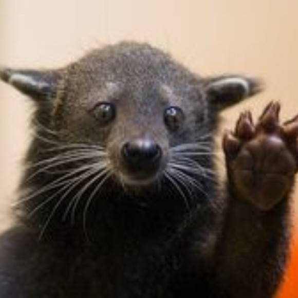 _bearcat